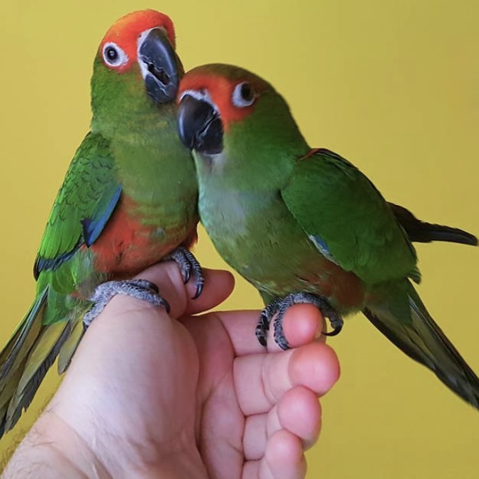 Conure à tête d’or
